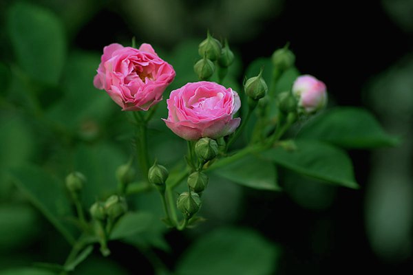 哪里有薔薇花苗賣？薔薇花苗批發(fā)