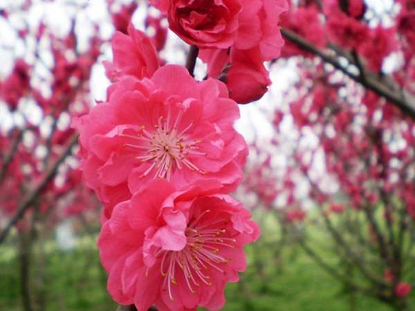 紅梅花一般什么時(shí)候開(kāi)花？