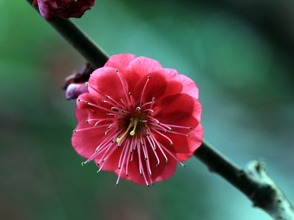 紅梅花一般什么時(shí)候開(kāi)花？