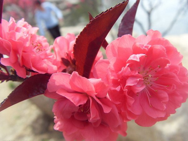 紅葉碧桃花期有多長(zhǎng)，幾月份開(kāi)花？