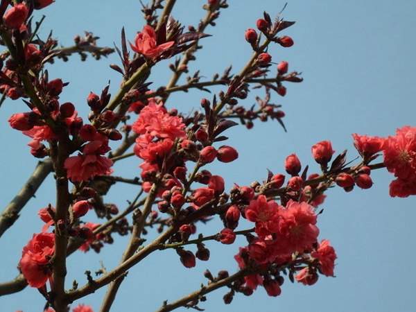 紅葉碧桃花期有多長(zhǎng)，幾月份開(kāi)花？