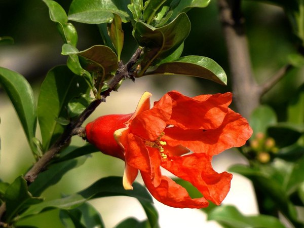 花石榴的花期、果期是什么時候