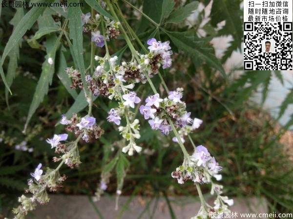 荊條開(kāi)花和葉子