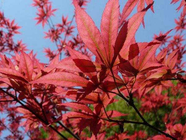 紅楓作衫，白楊為裙，美的傾國傾城！