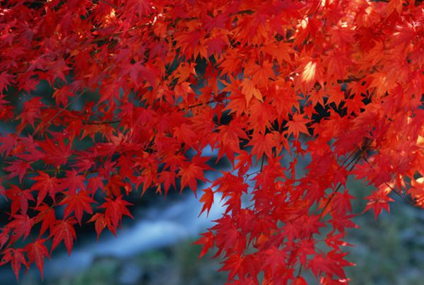 紅楓作衫，白楊為裙，美的傾國傾城！