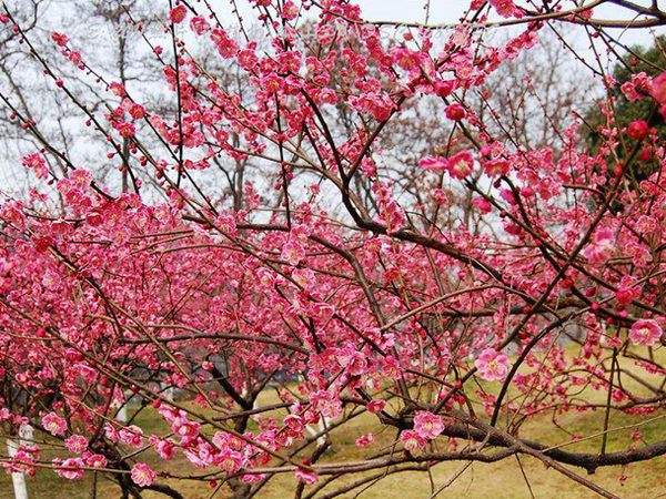 骨里紅梅