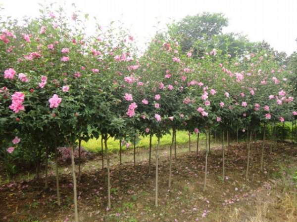 大花紫薇樹(shù)小苗