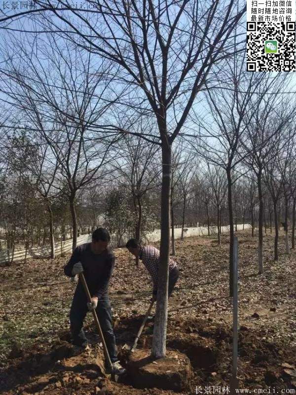 櫸樹大樹移栽