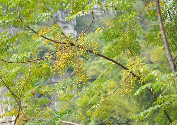 苦楝樹(shù)行情