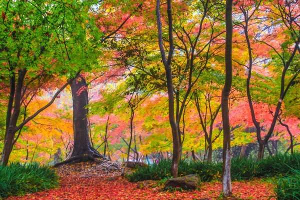 秋季園林中的紅楓