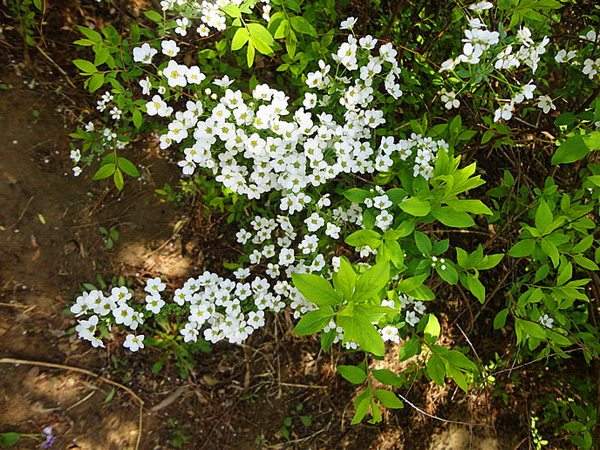 繡線菊