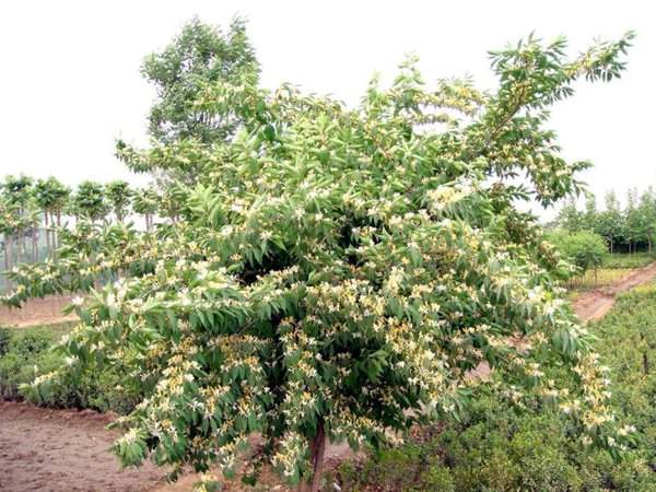 金銀木開(kāi)花圖片