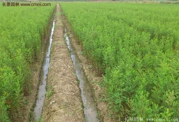 又好又便宜的水杉樹種植基地