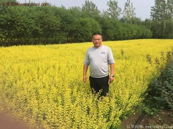 沭陽金葉女貞基地