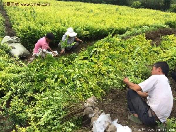 金葉女貞苗、金葉女貞球