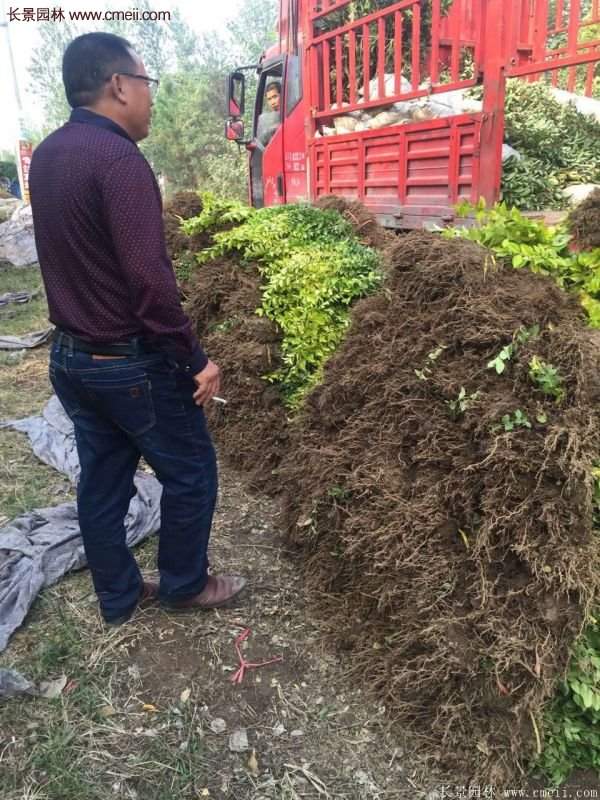 沭陽基地的金葉女貞