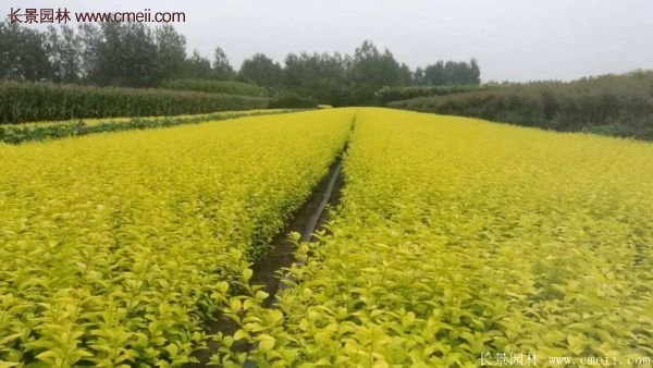 江蘇沭陽(yáng)的金葉女貞基地