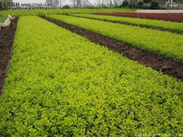 江蘇沭陽(yáng)的金葉女貞基地