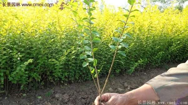 江蘇沭陽(yáng)的金葉女貞基地