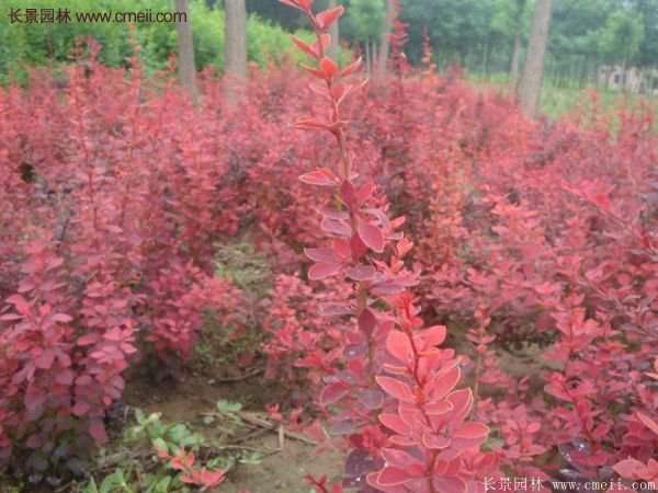 沭陽基地的紅葉小檗苗、紅葉小檗球