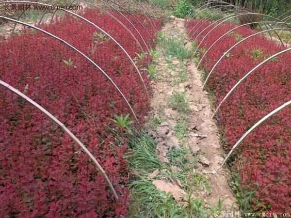 沭陽基地的紅葉小檗苗、紅葉小檗球