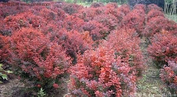 沭陽基地的紅葉小檗苗、紅葉小檗球