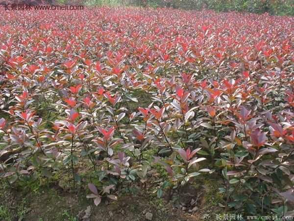 沭陽基地紅葉石楠的價格