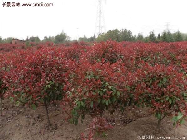 沭陽基地紅葉石楠的價格