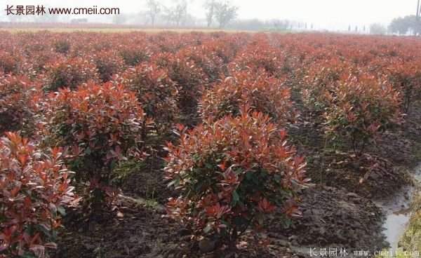 沭陽基地紅葉石楠的價格