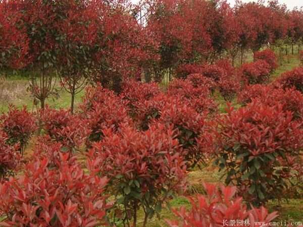 沭陽基地的紅葉石楠