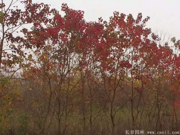 烏柏樹圖片烏柏樹苗木基地實拍