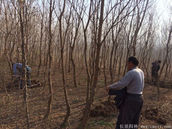 烏柏樹圖片烏柏樹苗木基地實拍