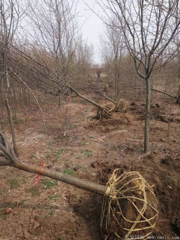 木瓜樹圖片木瓜樹基地實拍