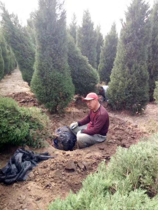 蜀檜圖片蜀檜基地實(shí)拍