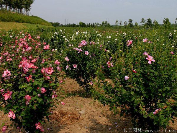 木槿花圖片基地實拍