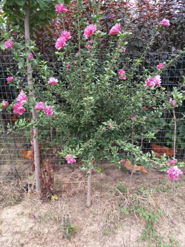 木槿花圖片基地實拍