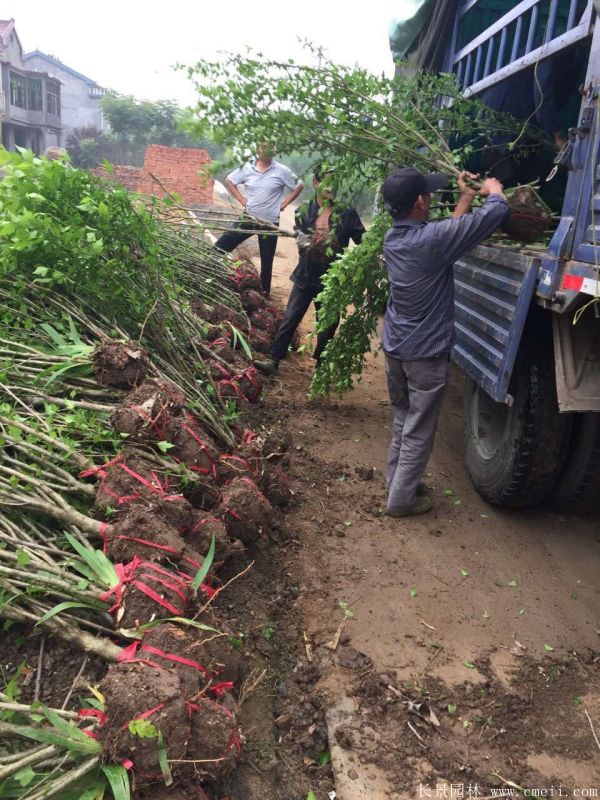 大花木槿小苗圖片基地實拍