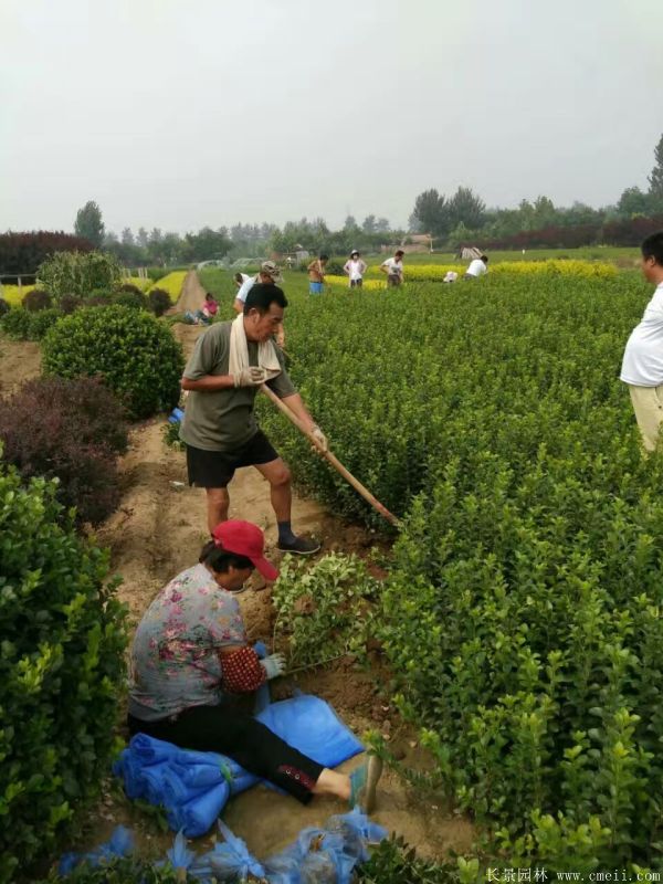 大葉黃楊苗圖片基地實(shí)拍