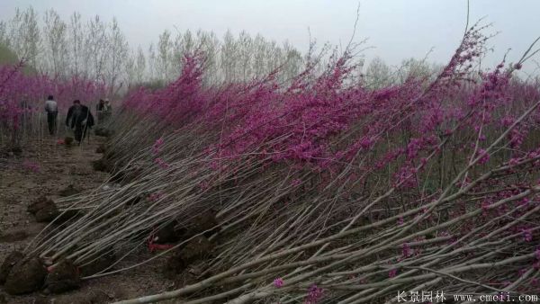 叢生紫荊樹(shù)圖片基地實(shí)拍