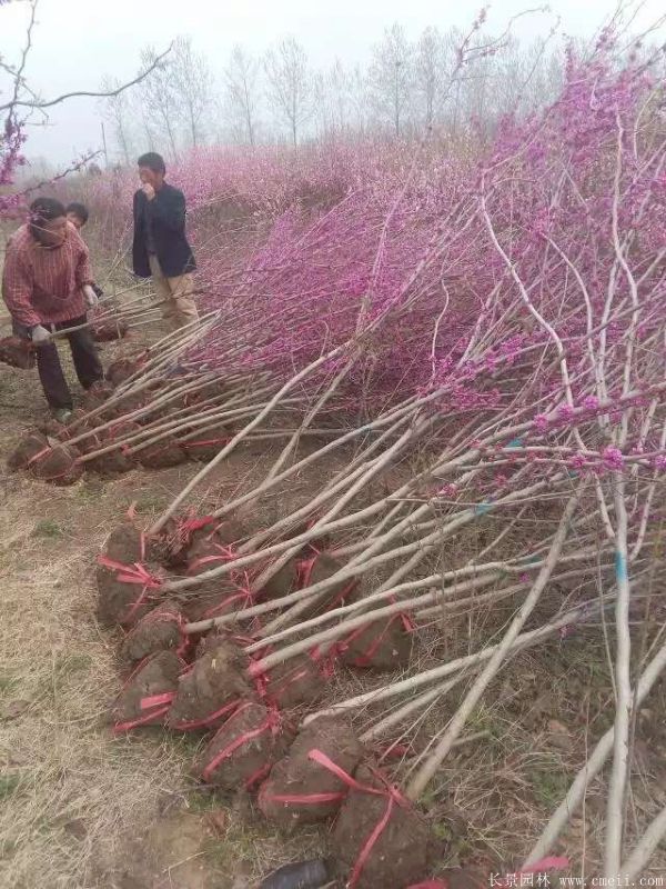 單桿紫荊樹(shù)圖片基地實(shí)拍