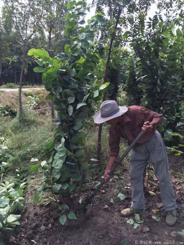 叢生紫荊樹(shù)圖片基地實(shí)拍