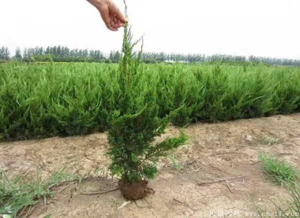 小龍柏圖片基地實拍