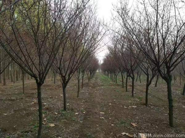 紅梅樹紅梅花圖片基地實拍