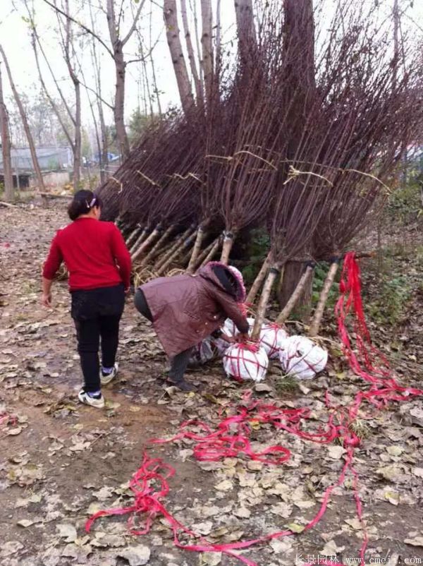 榆葉梅圖片基地實(shí)拍