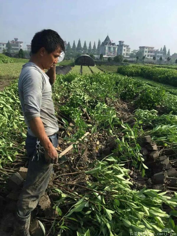 法國(guó)冬青圖片基地實(shí)拍