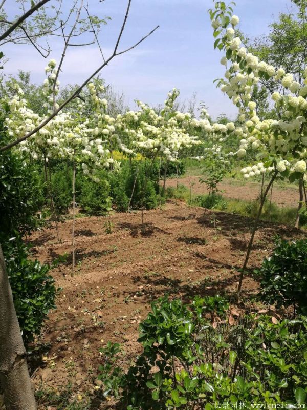 繡球花圖片基地實(shí)拍