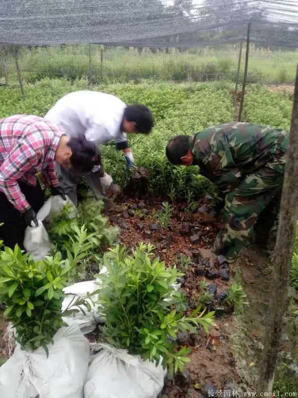 春鵑圖片基地實拍