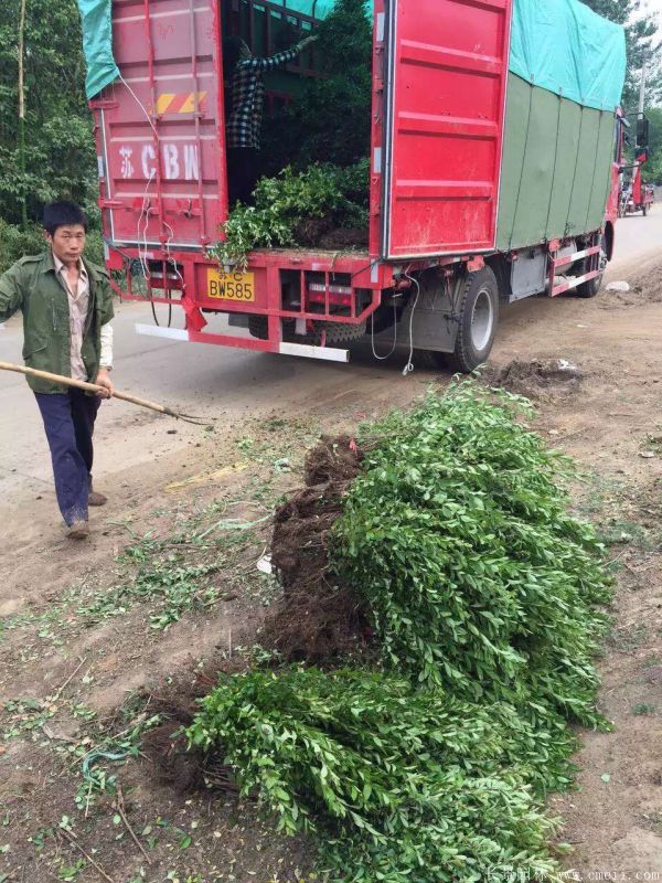 火棘苗圖片基地實拍