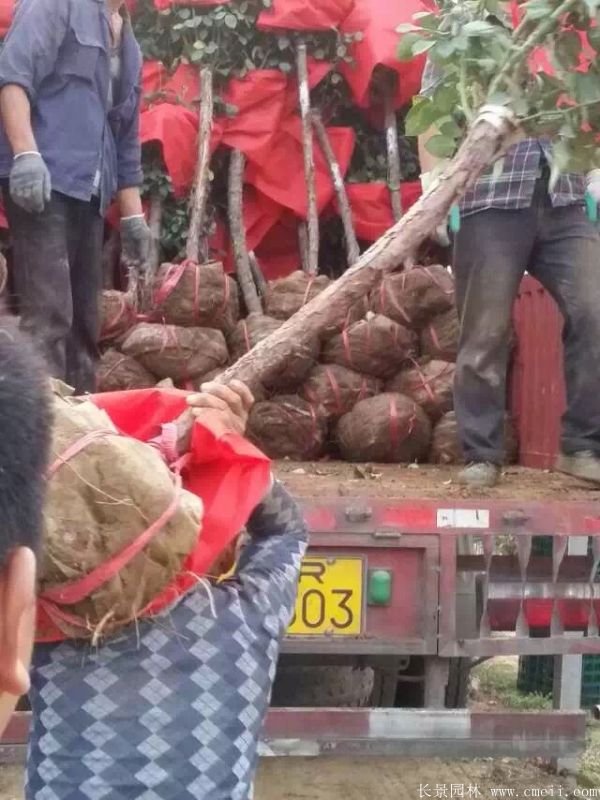 樹狀月季圖片基地實拍