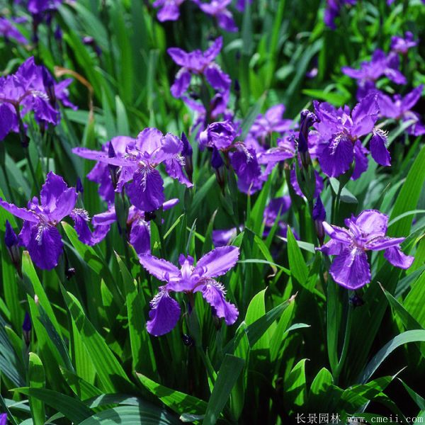 藍花鳶尾基地實拍圖片